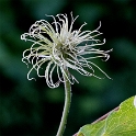 A! Blume 20150804_0255 als Smartobjekt-1 Kopie